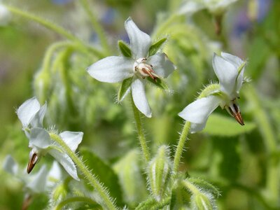 Nature flower plant