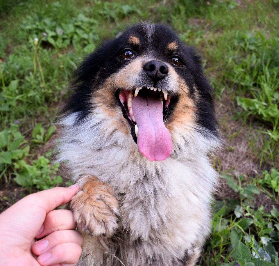 Portrait mammals pet