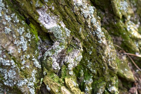 Wood lichen background photo