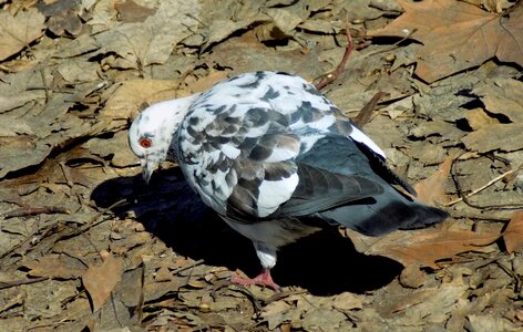 Bird animals living nature