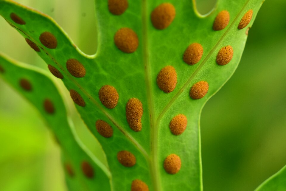 Sporae spotted leaf nature