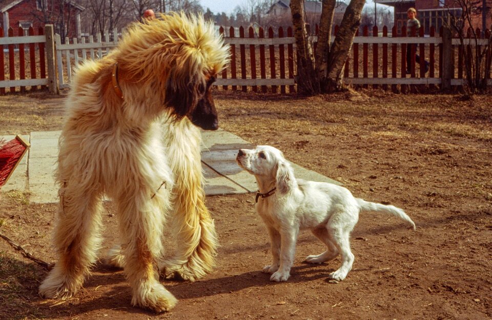 Pet cute english setter photo