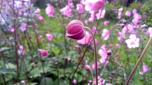 Summer sheet garden