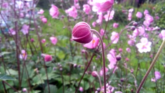 Summer sheet garden photo