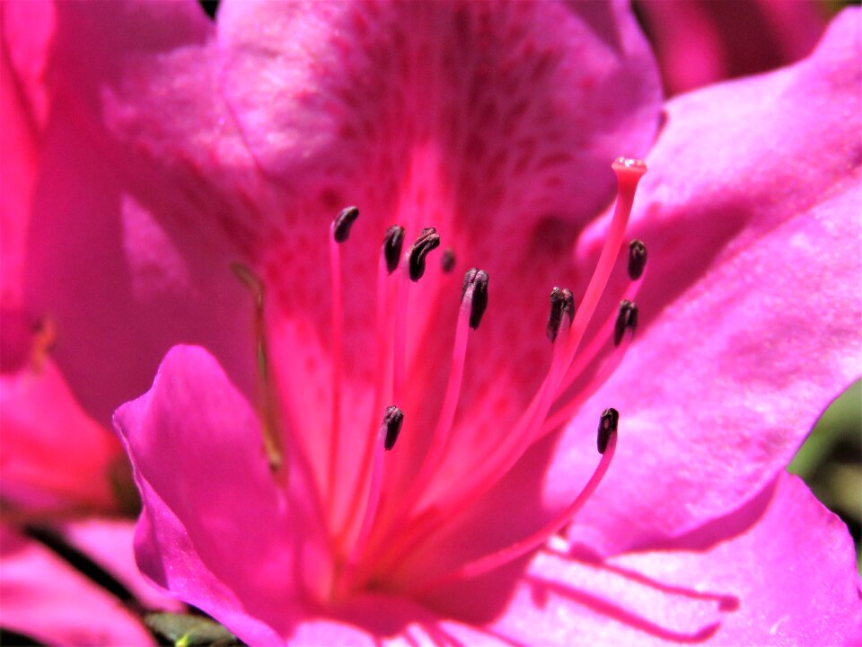 Flora summer