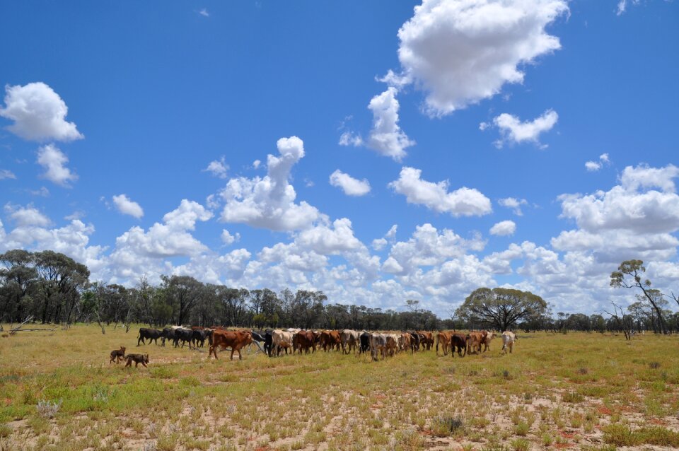 Agriculture field kelpie
