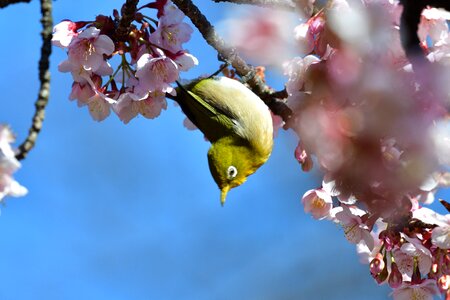 Cherry blossoms wood japanese white-eye