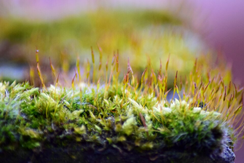 Plant growth field