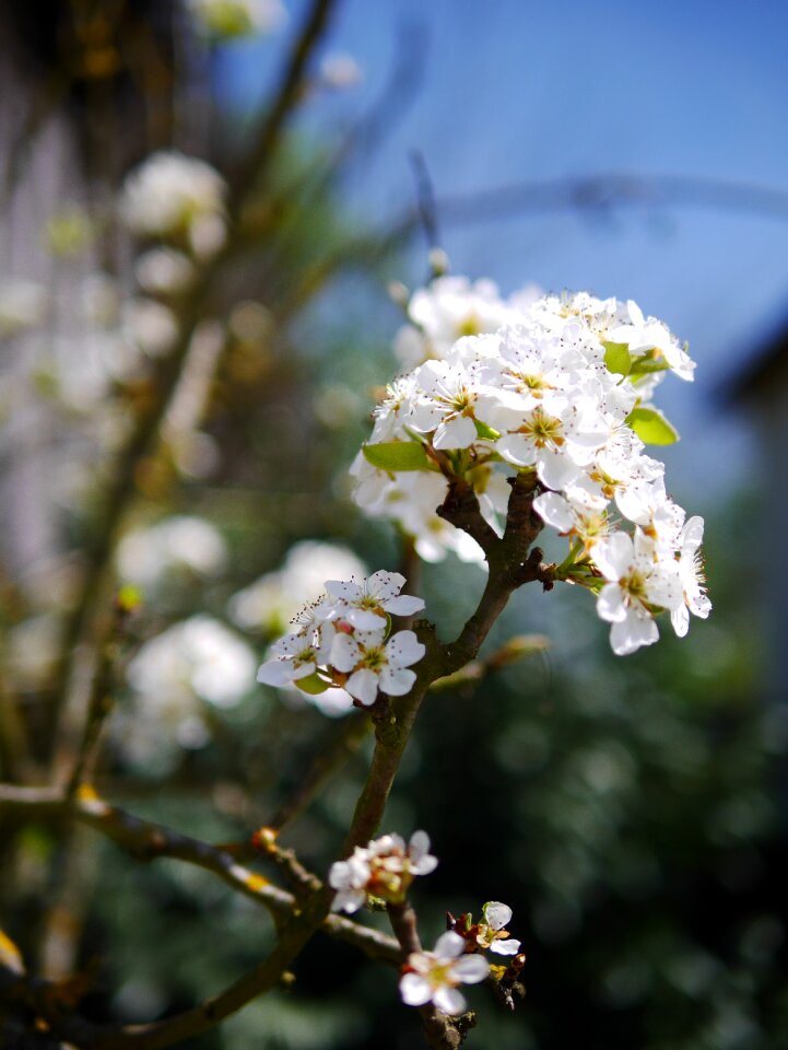 Nature plant petals