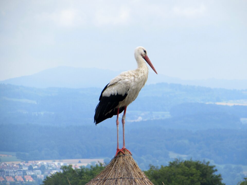 Wildlife stork outdoor