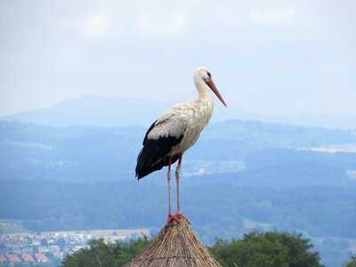 Wildlife stork outdoor