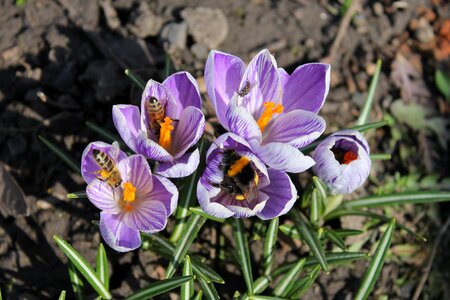 Season blooming garden