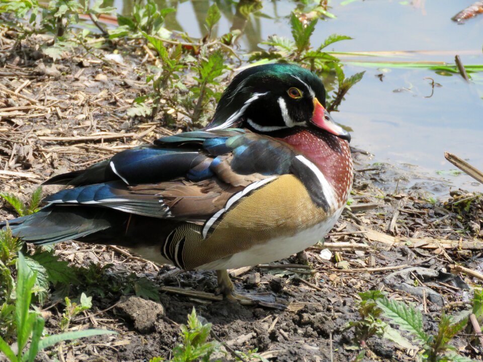 Feather animal duck
