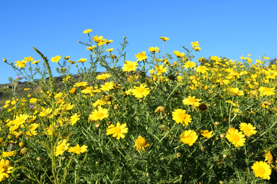 Field plant daisies