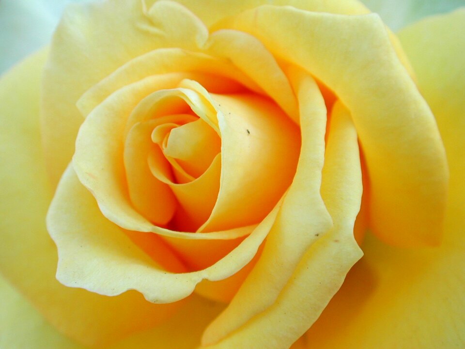 Blooming affection yellow