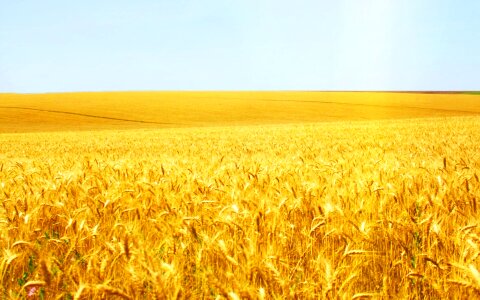 Bread pasture photo