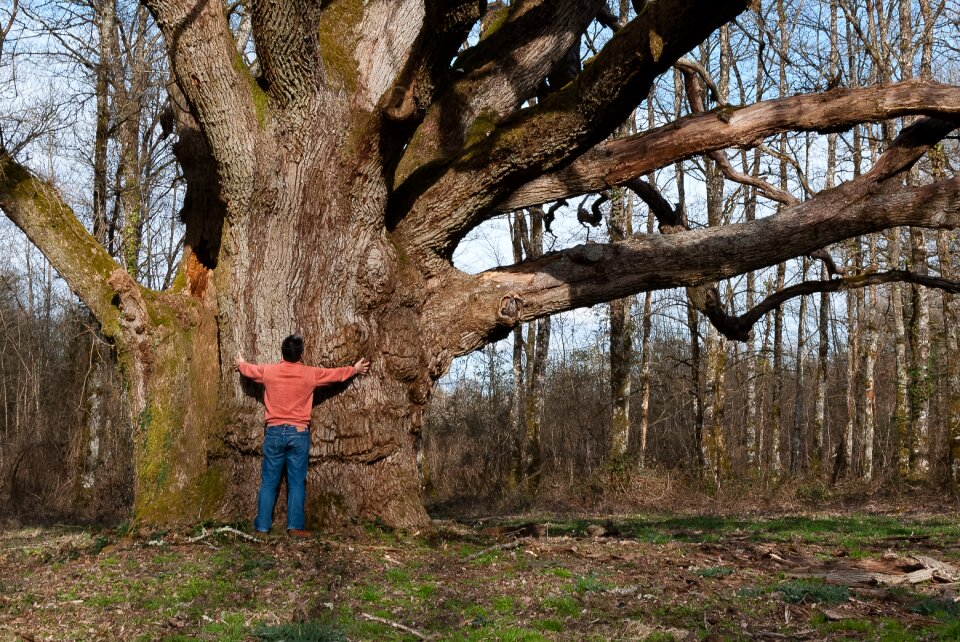 Landscape outdoor oak