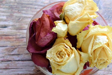 Roses dry petals
