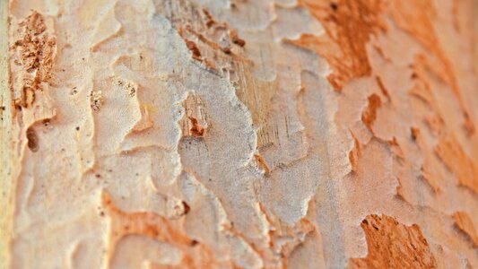 Rau wood wood worm