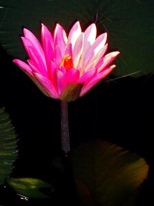 Petal blooming lily