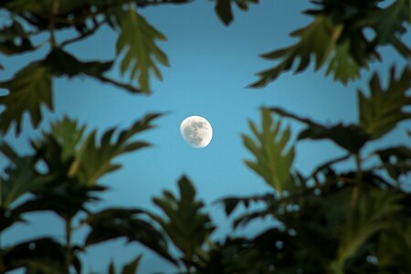 Flora outdoors sky