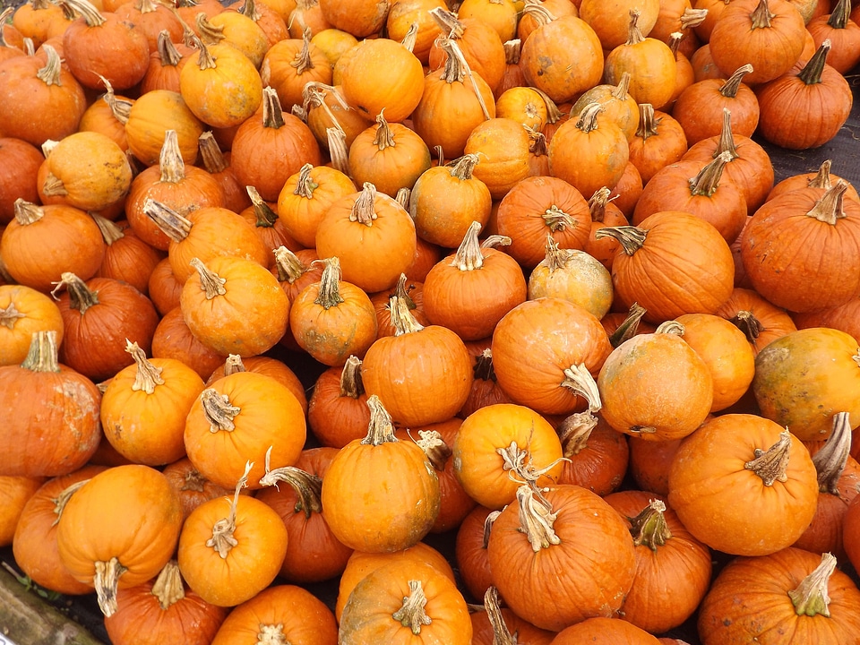 Fall halloween autumn