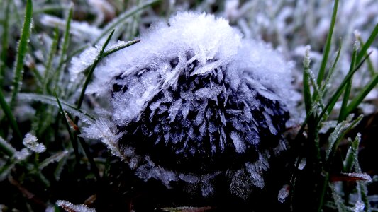 Flora frost winter
