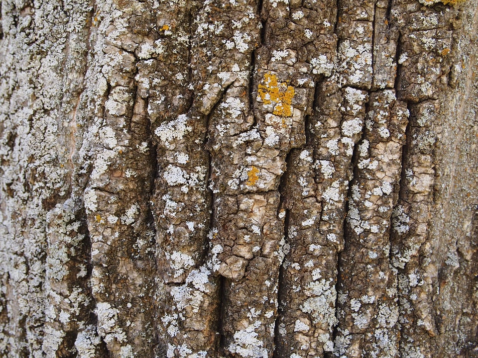 Cracks tree nature photo