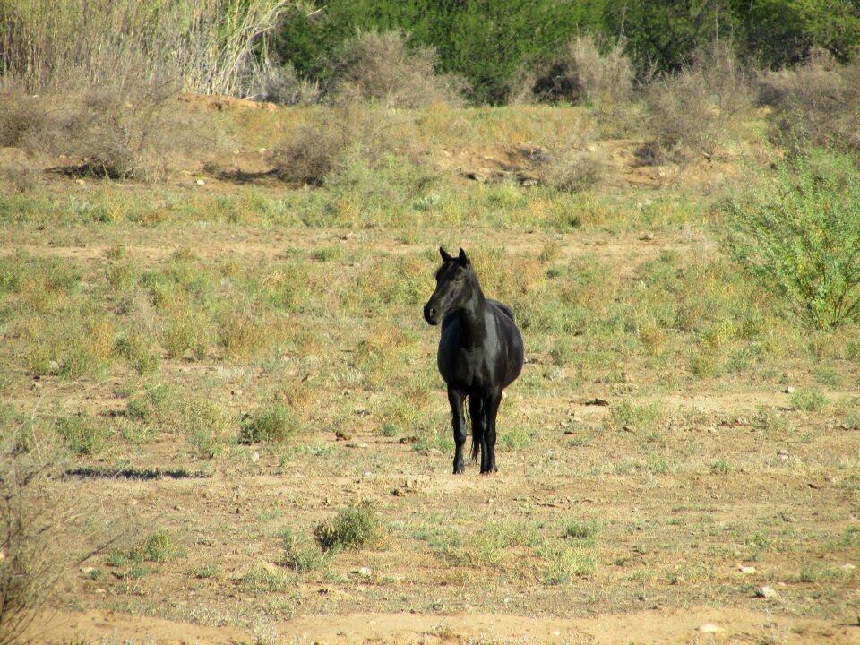 Wildlife nature horse