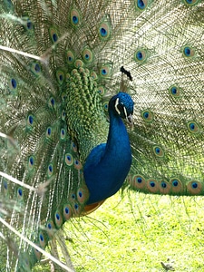Color blue pavo cristatus photo