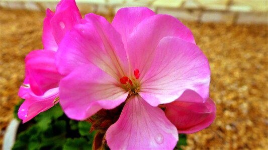 Garden summer geranium