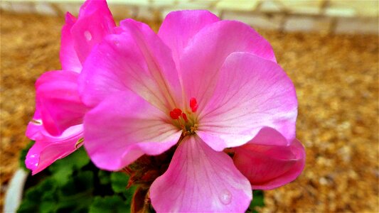 Garden summer geranium photo