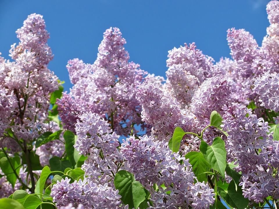 Blossoms flower flowers