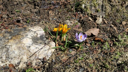 The color of spring spring heat