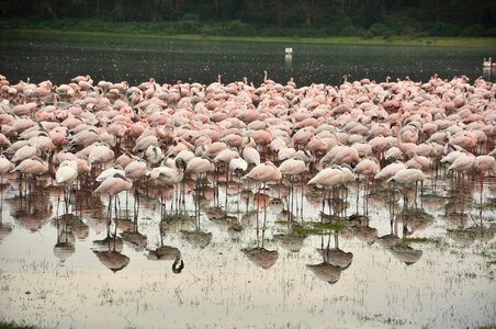 Outdoors flamingo