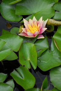 Nature garden water lily