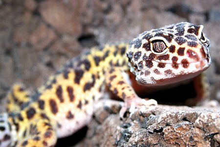 Reptiles animals lizards