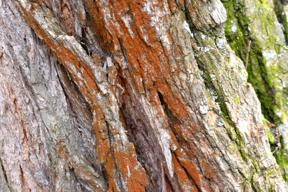 Nature uneven trunk