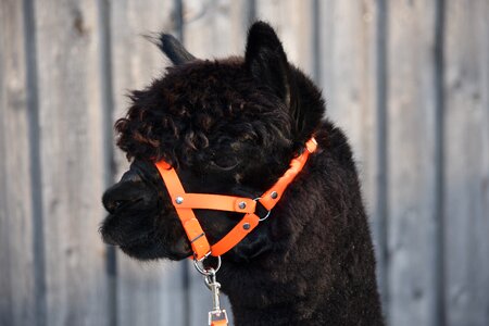 Alpaca alpacas on the woman of stone Free photos