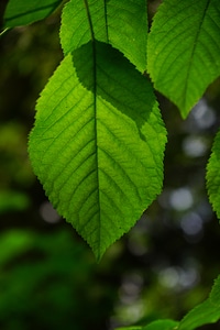 Green color shades of green photo