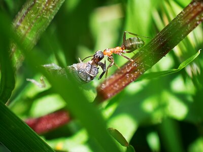 Beetle animal world evertebrat