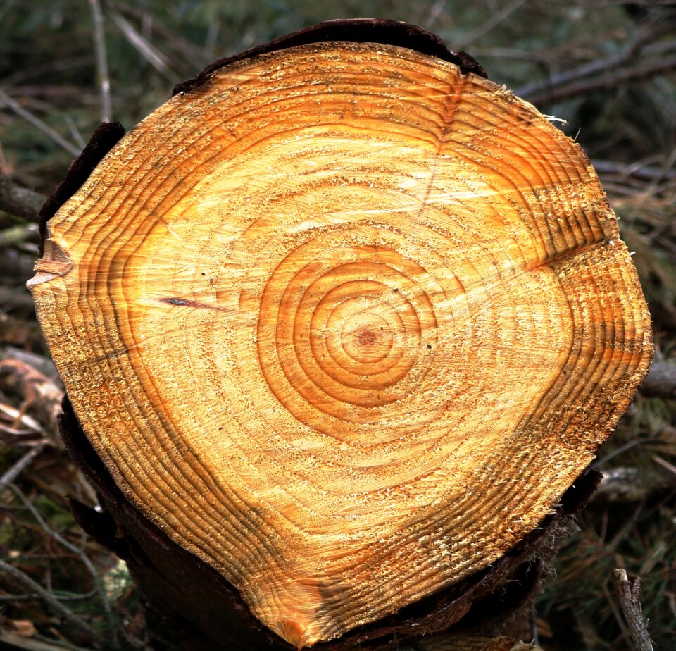 Age concentric stump