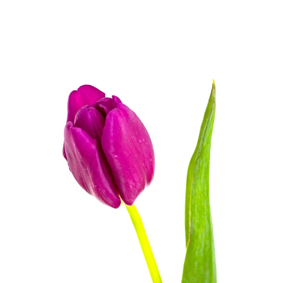 Flower isolated bouquet
