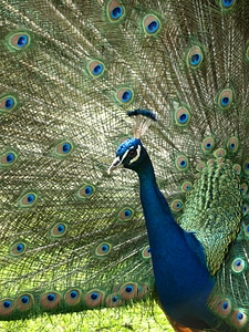 Iridescent blue pavo cristatus photo