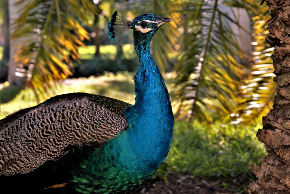 Wildlife peacock feather
