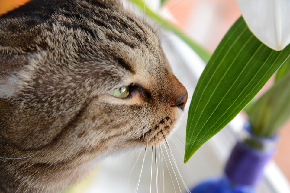 Animals portrait cat