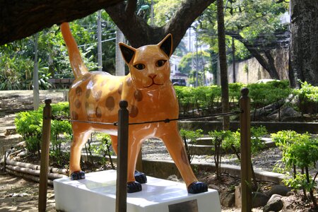 Colombia park feline