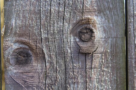 Old texture tree