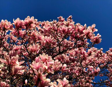 Season flowers tree photo