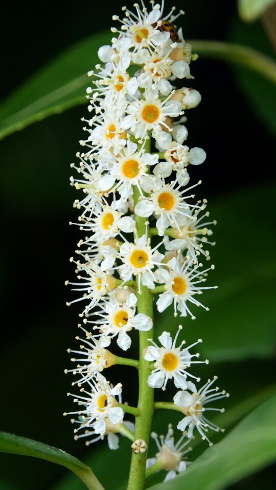 Flower laurel hedge leaf